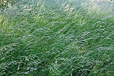 《原神》预告4.7版本前瞻特别节目 5月24日播出